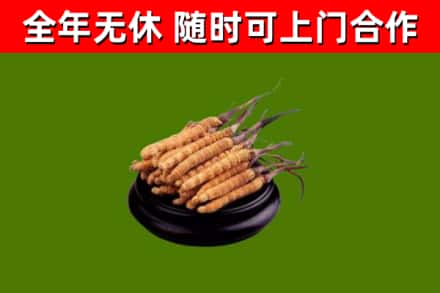 潍坊市烟酒回收冬虫夏草.jpg